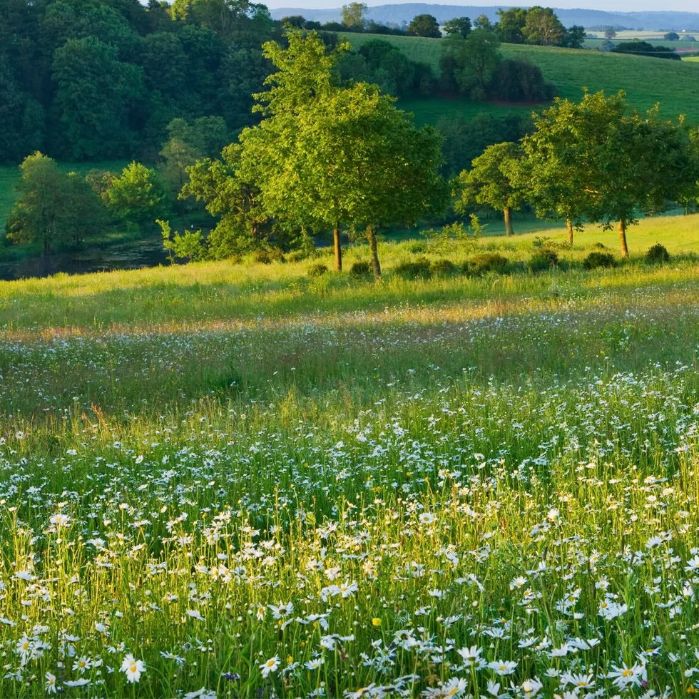 Century Whites Meadow